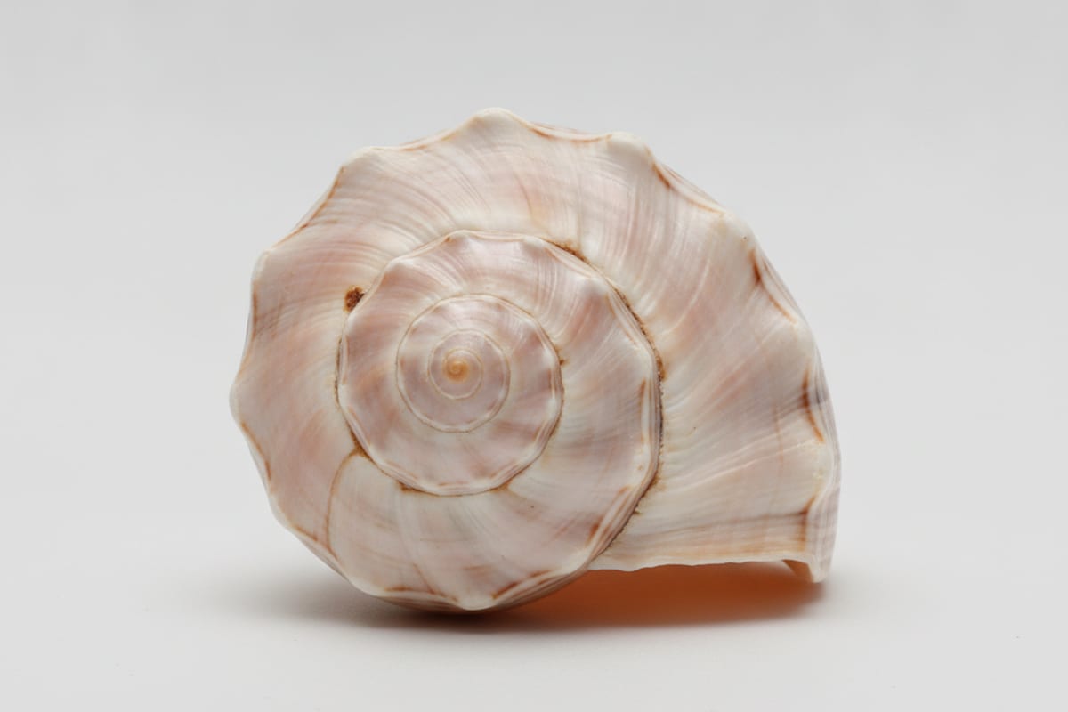 shell — shown on a beach holiday