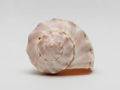 shell — visual dictionary illustration